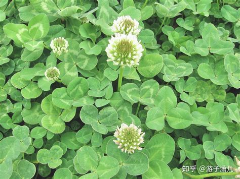 三叶草怎么养爆盆，三叶草的选择、合适的土壤和肥料