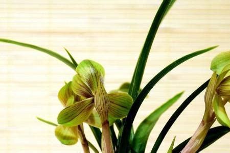 什么品种兰花最贵排名（蝴蝶兰、文心兰、兰花王）