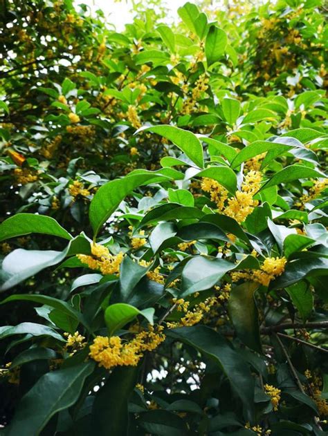 月桂和桂花的区别（月桂／桂花／区别）