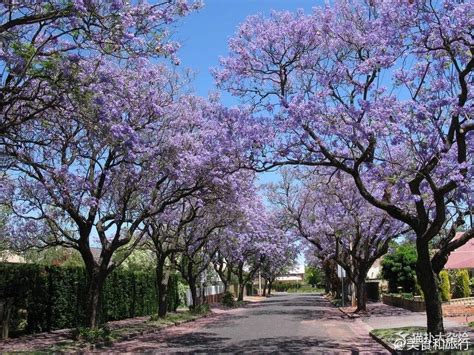 种蓝花楹的忌讳，土壤选择、光照条件、施肥方法