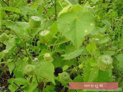 磨盘草怎么治痔疮（磨盘草的治疗作用／使用磨盘草治疗痔疮的方法）