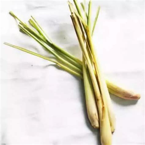 香茅草的香料作用，增添香气／消除异味／促进消化