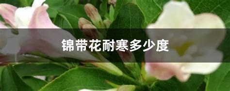 锦带花耐寒多少度（生长环境／耐寒温度／保护措施）