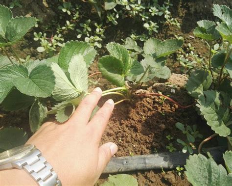 草莓浇水的正确方法，时机、方式、量
