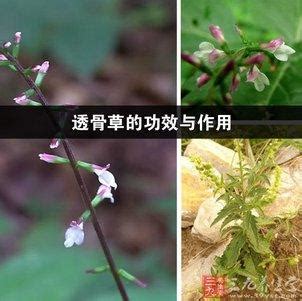 透骨草治掉头发，功效、使用方法、效果