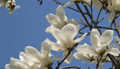 玉兰花的香味怎么形容（如何形容／特点／影响）