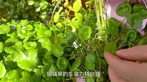铜钱草无根插到水里能否生根（原理／条件／注意事项）