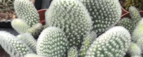 仙人掌插杆种植方法，选择适合的杆、杆的处理、插杆种植