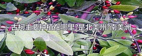 古柯主要种植在哪里，在安第斯山脉地区／主要国家／问题