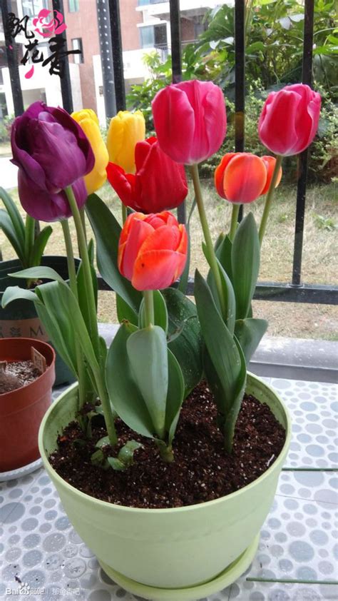 买回来的郁金香花怎么养（选择适宜的种植土／合理浇水）