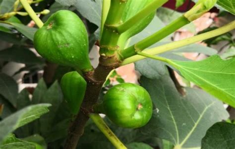 无花果施什么肥可以促进结果（土壤肥力的改良、氮肥的施用）