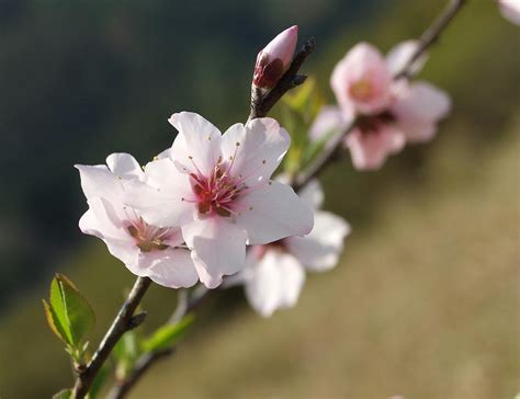 杏花是什么颜色（颜色、美丽、象征意义）