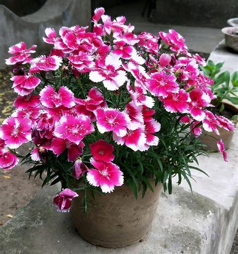 <strong>石竹花开花时间，生长环境／栽培方法／品种选择</strong>