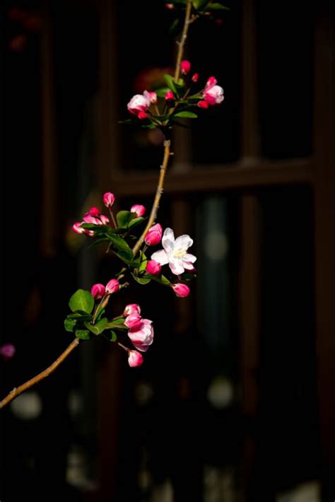 海棠花未眠表达的是什么，海棠花未眠的意义／咏史怀古的意境