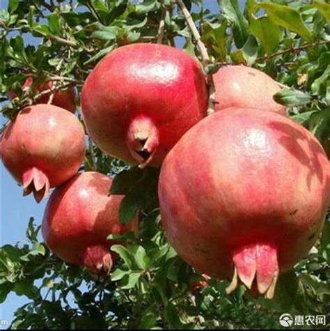 突尼斯软籽石榴（种植技术、特点、食用方法）