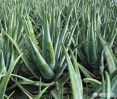 芦荟用什么土种最好，适合种植芦荟的土壤特点、种植芦荟的土壤配方