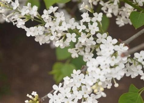 丁香花一年开几次花，生长季节内多次开花