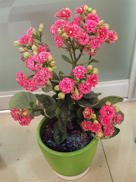 凤尾长寿花怎么养才开花，光照／温度和湿度／水肥管理