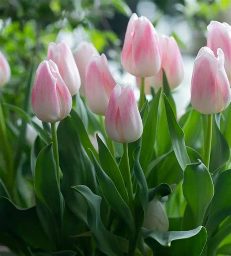 7朵郁金香花语（爱情、美丽、祝福）
