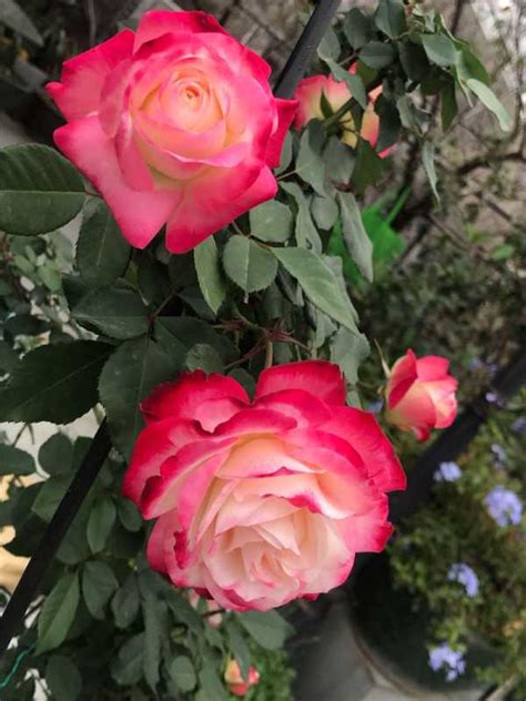 皮实好养的月季花品种（月季花品种选择／日常养护技巧）