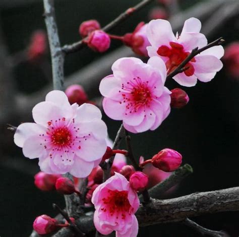 美人梅的花语是什么，花语／在文化中象征／寓意与用途