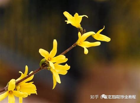 <strong>迎春花和连翘花的区别（迎春花／连翘花／两者的区别）</strong>