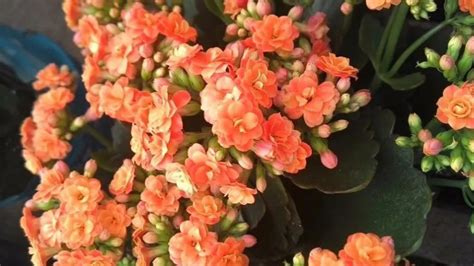 长寿花断了直接插能活吗，花的特点、花断了能活吗