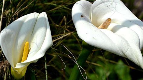 马蹄莲花期多长时间（花期、花期的变化、如何延长的花期）