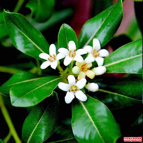 海桐的花语和象征（美丽／纯洁／幸福）