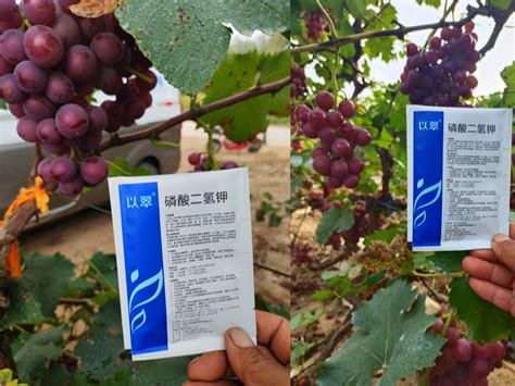 葡萄树用什么肥料好，有机肥料／矿质肥料／复合肥料