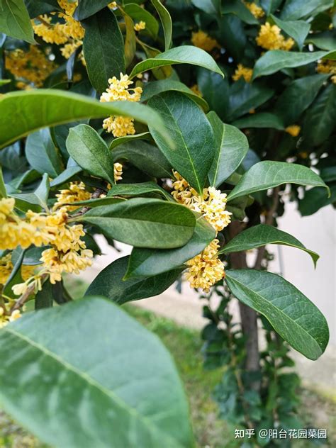 门前栽几棵桂花树好，桂花树特点、好处、注意事项