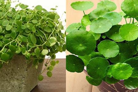金钱草正确喝法（浇水／光照／肥料）