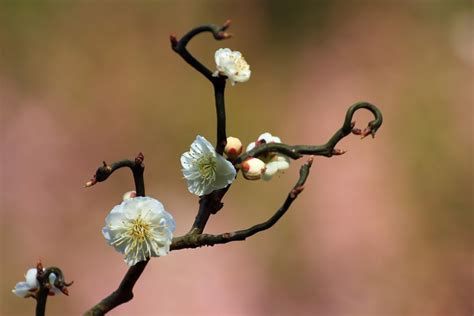 为什么家里不能有梅花（寂寞、丧失、病痛）