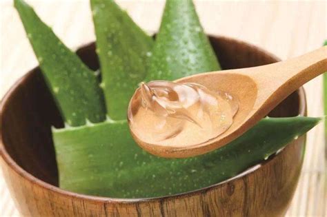 保湿芦荟胶的正确用法（洁面后使用、面膜敷用、身体保湿）