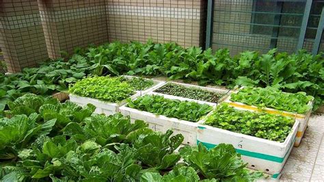 泡沫箱子可以种菜吗，优势、准备、种植