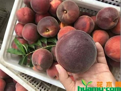 正宗黑桃树苗哪里有卖，农业市场、苗木批发市场、农业科研机构