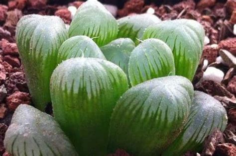 哪种玉露最旺财聚财，富含财富之气、能够招财进宝、助你财源滚滚