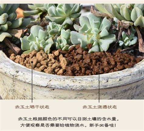 多肉营养土的配制方法，配料准备、配制方法、使用方法