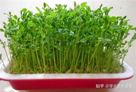 种植芽苗菜前景如何有风险吗，市场需求、种植技术、环境因素