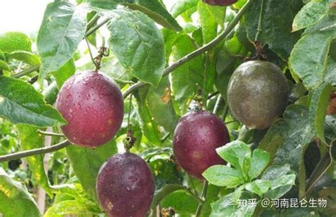 百香果施什么肥料最好，有机肥料／磷钾肥料／微量元素肥料