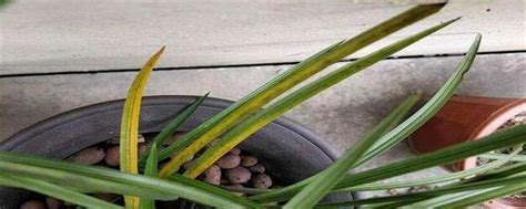 花叶黄了怎么能变绿（施肥、合理浇水、调整光照）