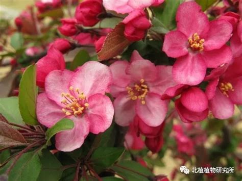 绿宝石海棠结果吗，特点、用途、小结