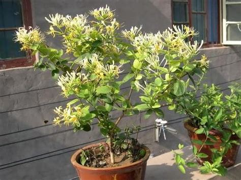 金银花藤怎么变成树（金银花的修剪／提供良好的生长环境）