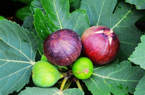 为什么叫无花果，特点、繁殖方式、食用价值