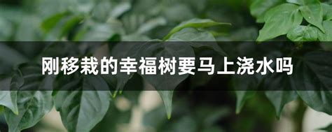 刚移栽的幸福树要马上浇水吗，适应期、方式、技巧