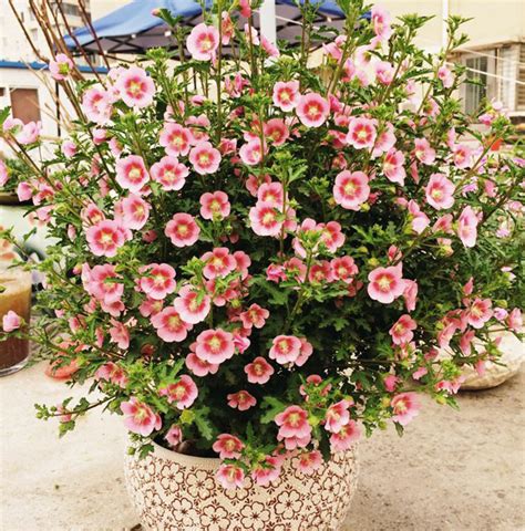 四季开花好养活又好看的花，春季：樱花／夏季：玫瑰／秋季：菊花