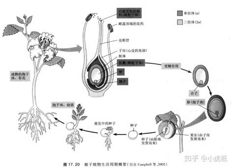 被子植物的雌配子体是指（定义、功能、结构特点）