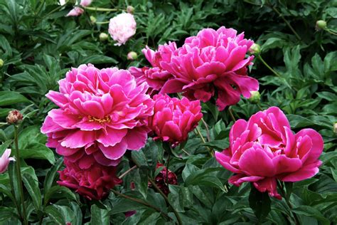这个季节适合种什么花，郁金香、玫瑰、向日葵