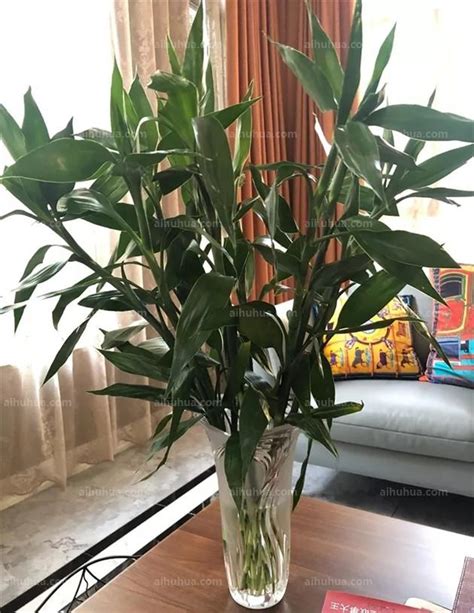 阳台上好养又耐晒的植物（富贵竹、万年青、龙舌兰）