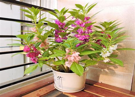凤仙花能活多久（生长期／开花期／衰老期）